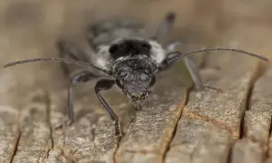 Zbliżenie na chrząszcza, jednego z wielu szkodników drewna, z widocznymi czułkami i żuwaczkami na tle drewnianej powierzchni.