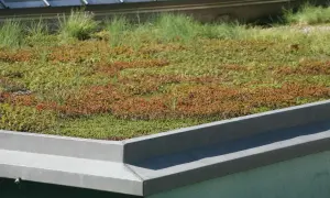 Zielone dachy pokryte niską roślinnością i trawami, tworzące naturalny krajobraz na dachu budynku.