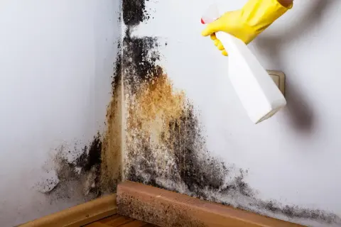 Ręka w żółtej rękawiczce spryskuje pleśń na ścianie. Problem wilgoci w domu wymaga szybkiej interwencji.